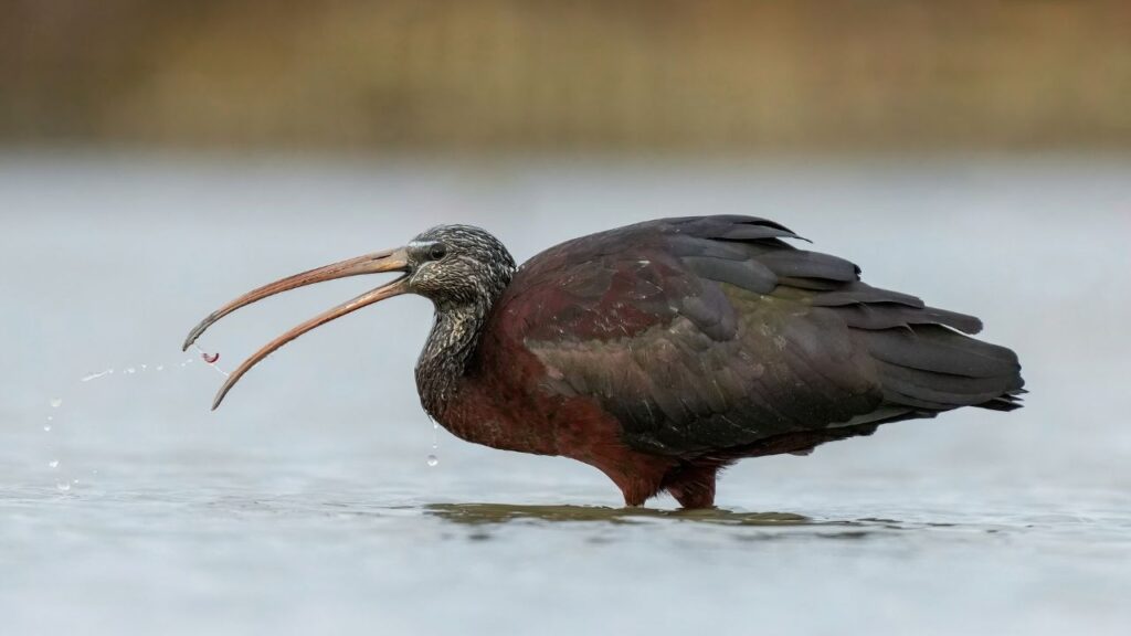 Glossy Ibis