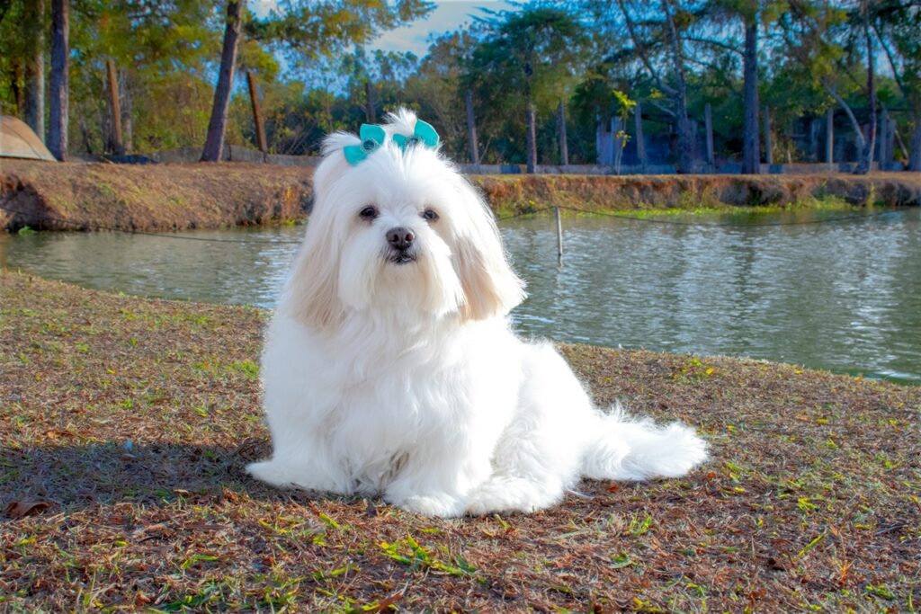 Lhasa apso