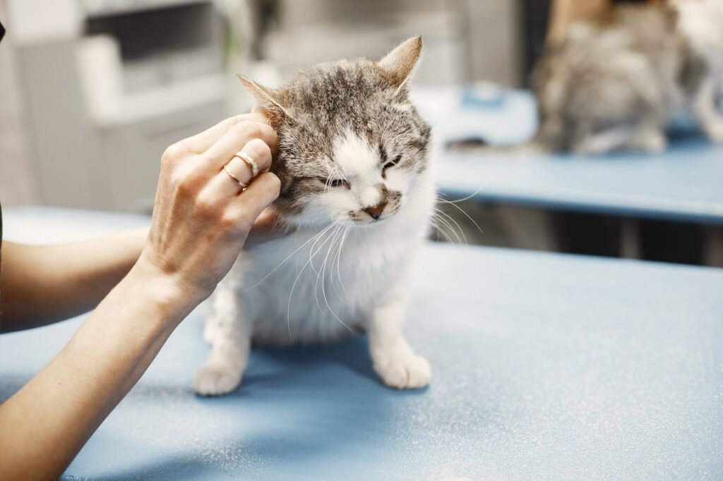 Cat with vet