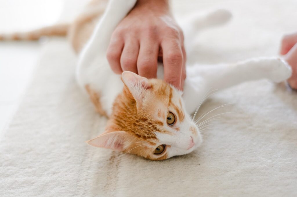 Cat petting
