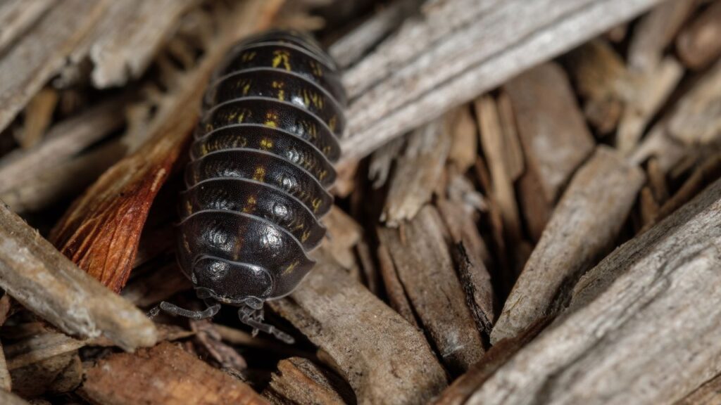 Pill Bug