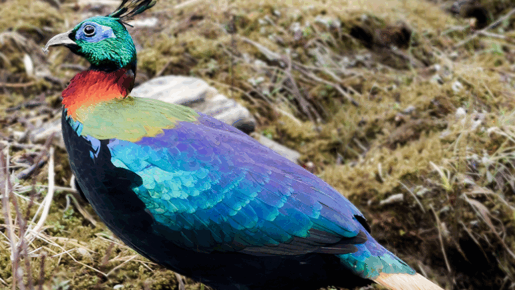 Himalayan monal