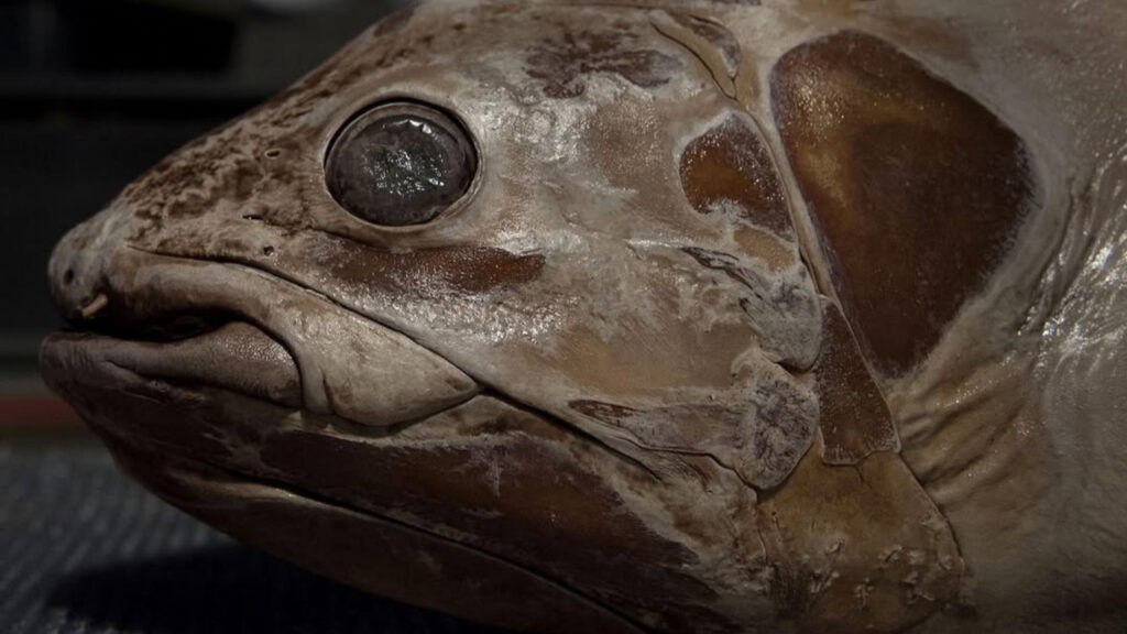 A preserved Coelecanth specimen