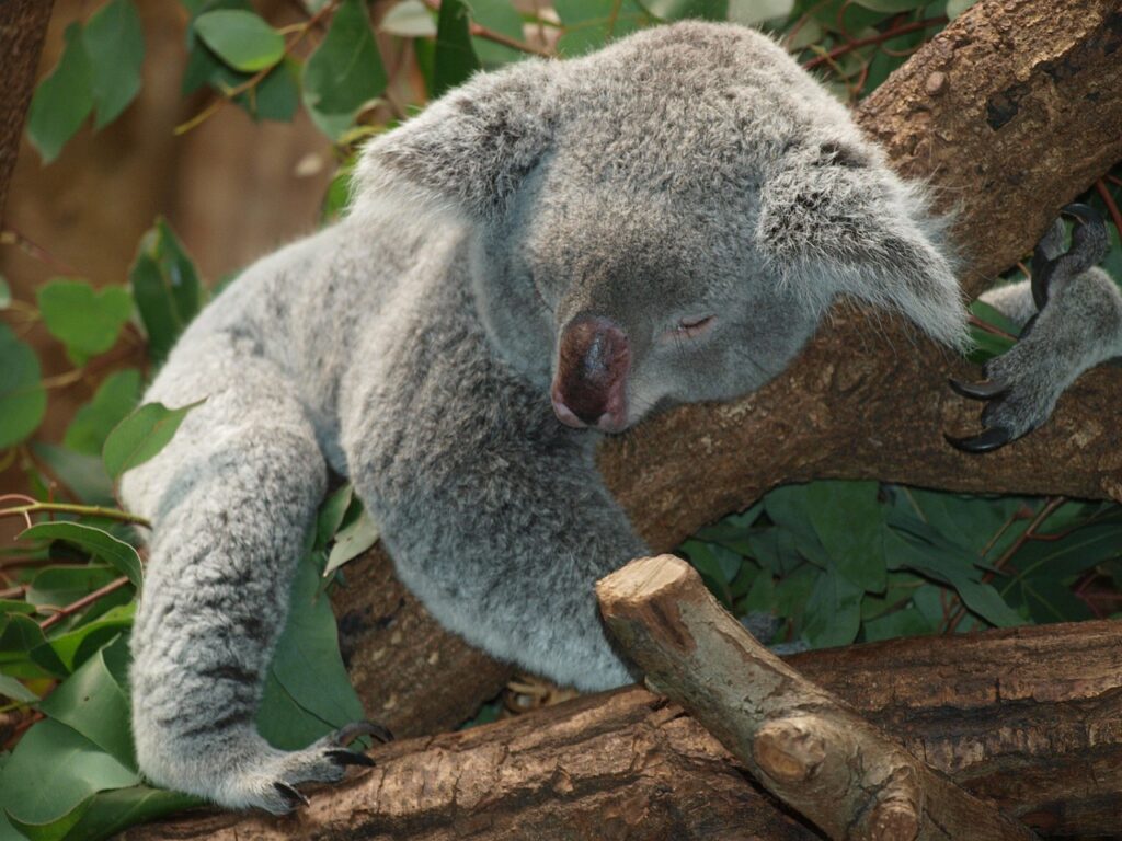 Koala Sleeping