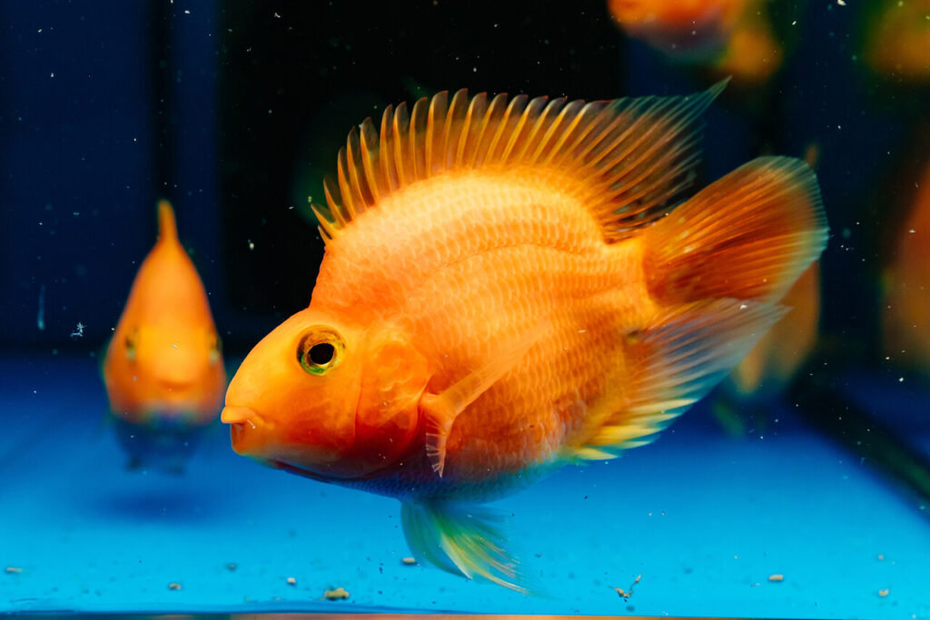 Quarantine Live Foods to Avoid Parasites for exotic fish