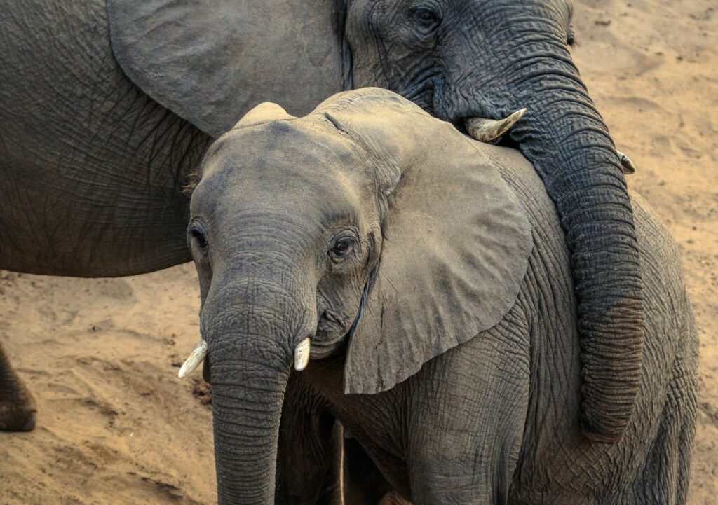 Elephants