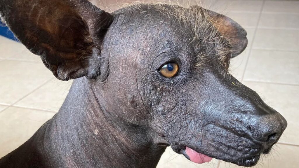 Peruvian Inca Orchid