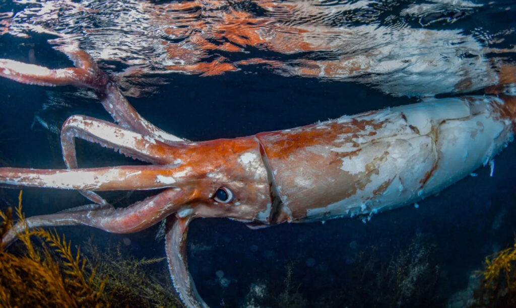A Giant Squid