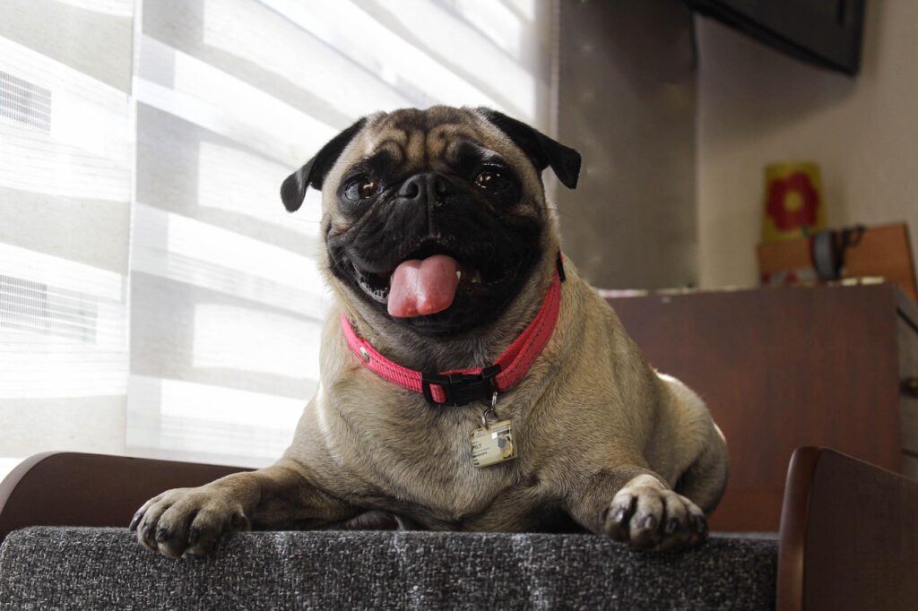 Pug dog