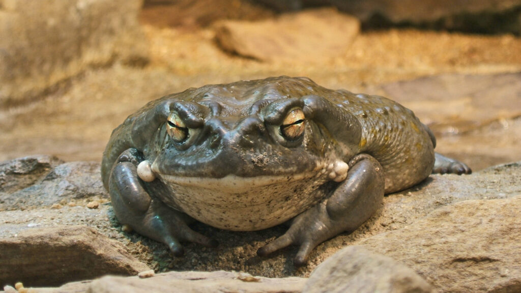 A Colorado River Toad