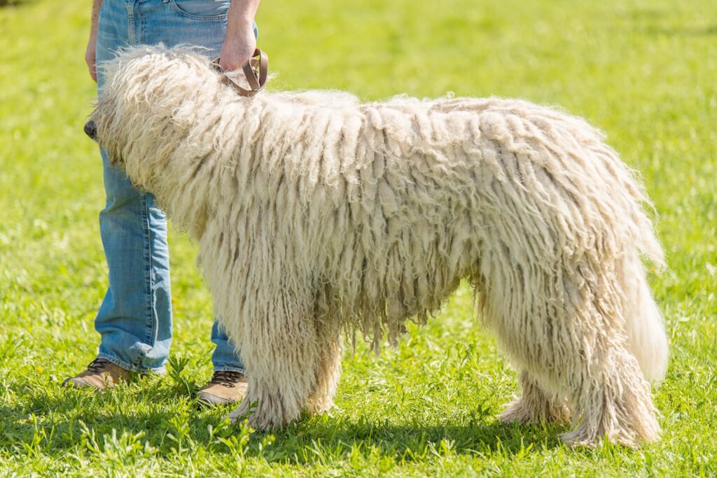 Hungarian Komondor dog