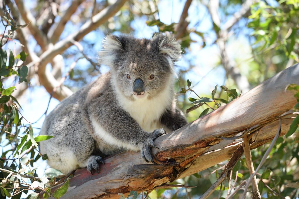 Koala climbing