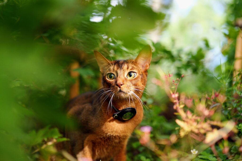 Abyssinian
