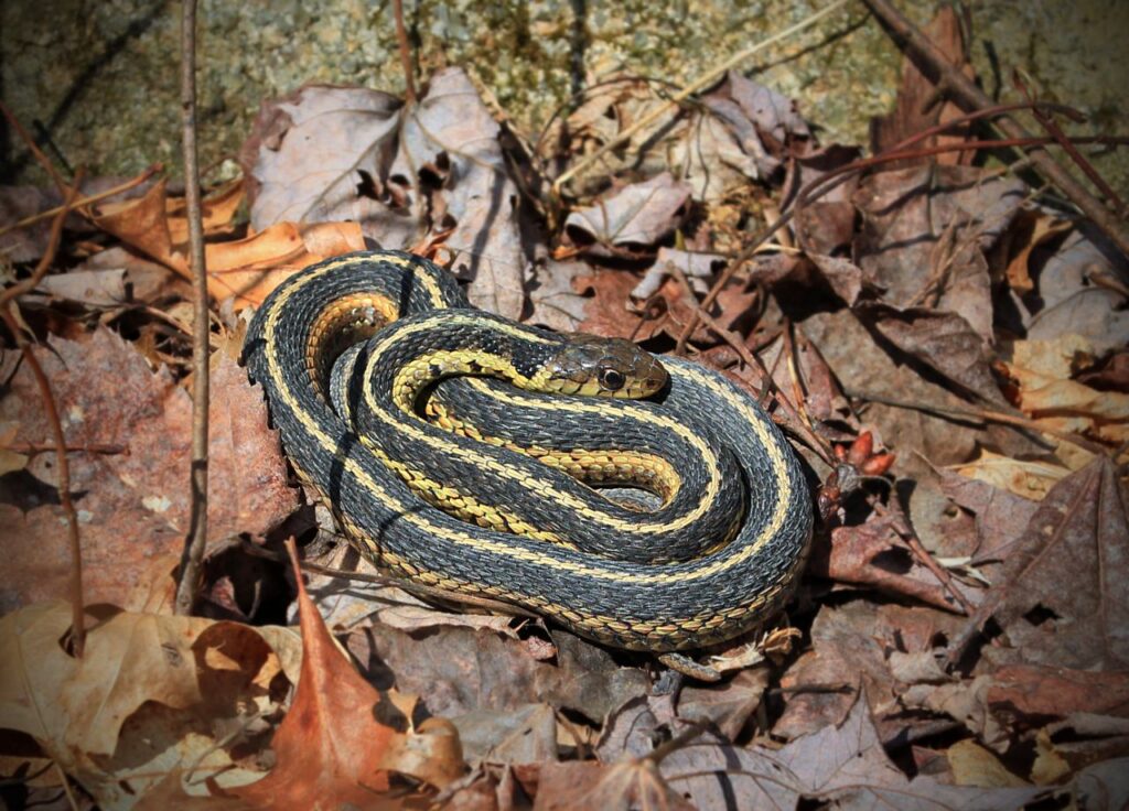 Garter Snake