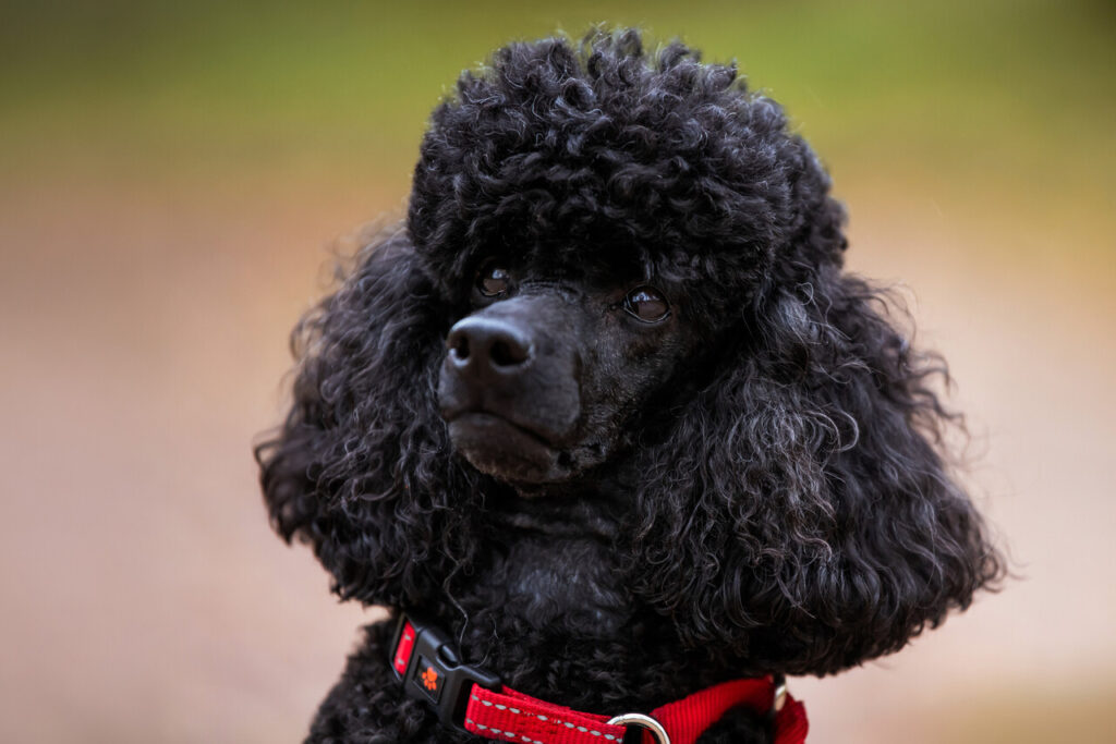 12 Must-Know Facts About Poodle Intelligence and Contemporary Pet Care