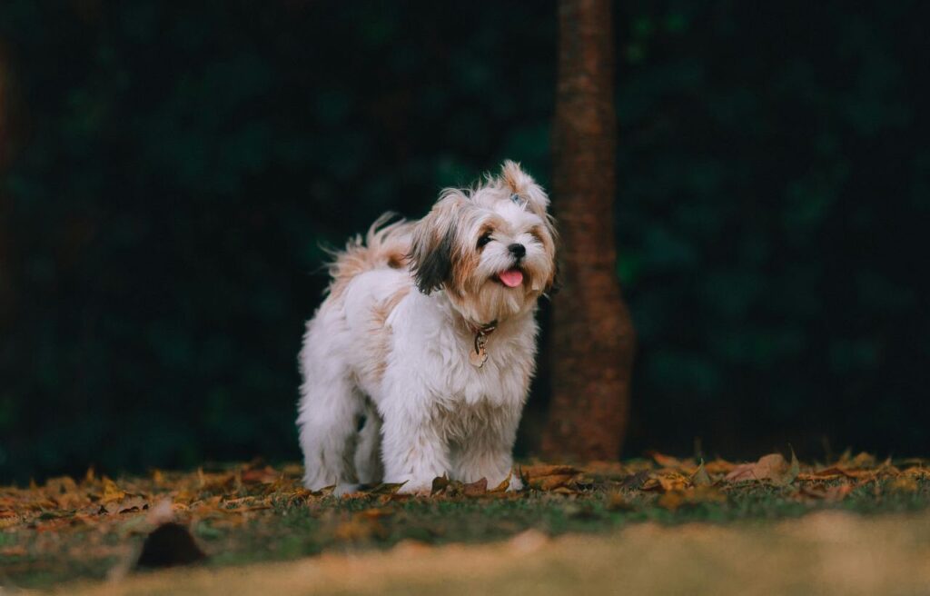 shih tzu dog