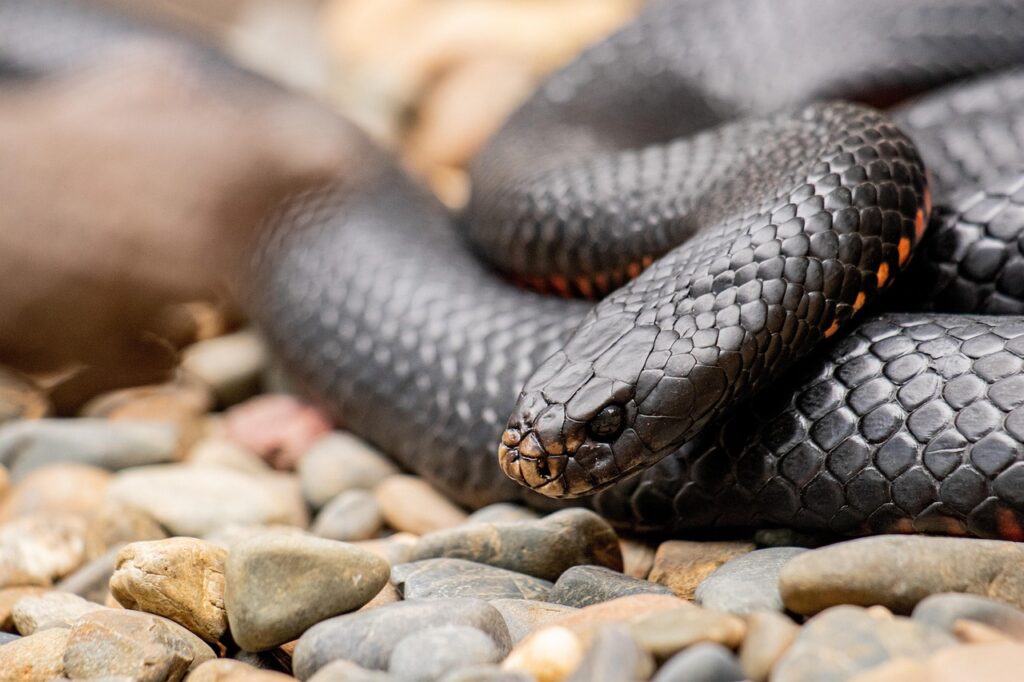 red bellied snake