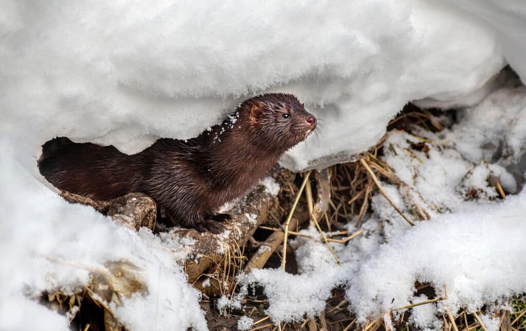 American Mink