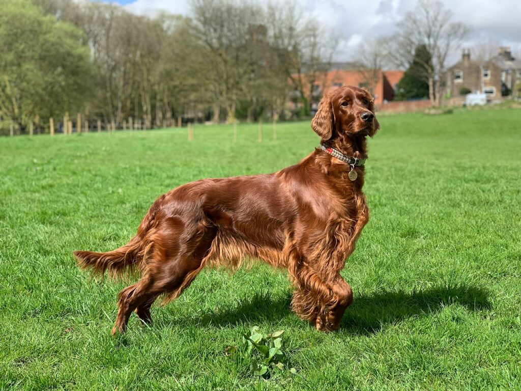 Irish Setters