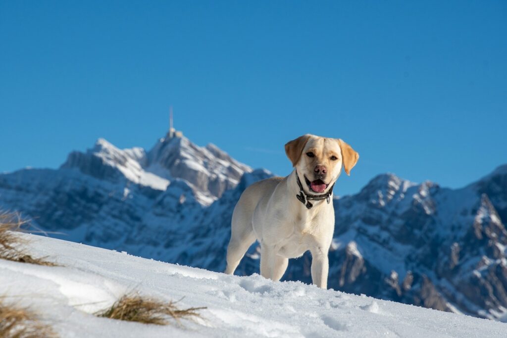 Labrador Retriever