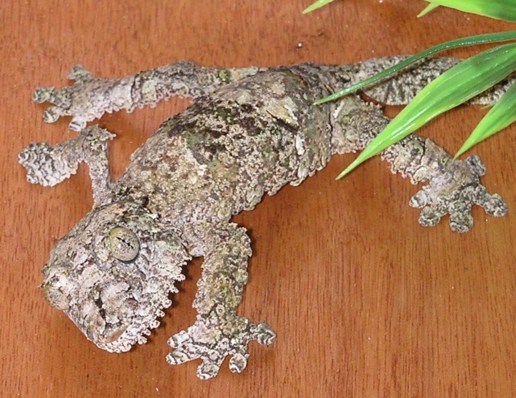 Leaf-tailed gecko