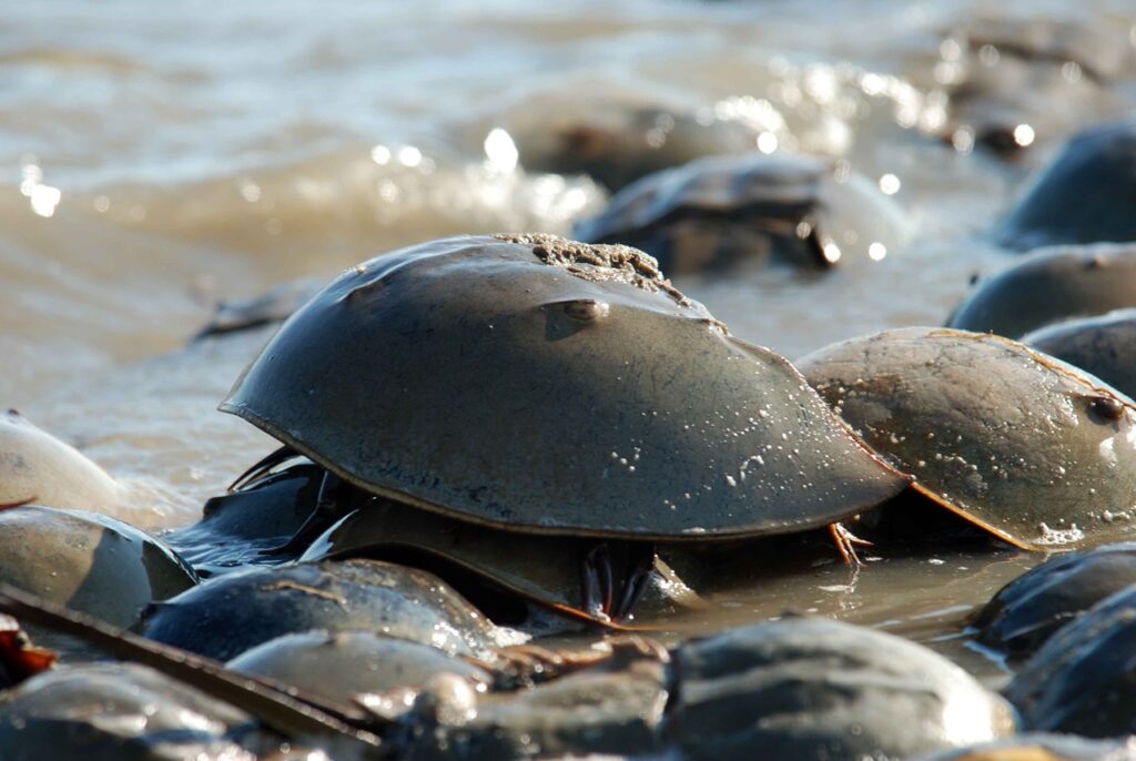 Horseshoe crab