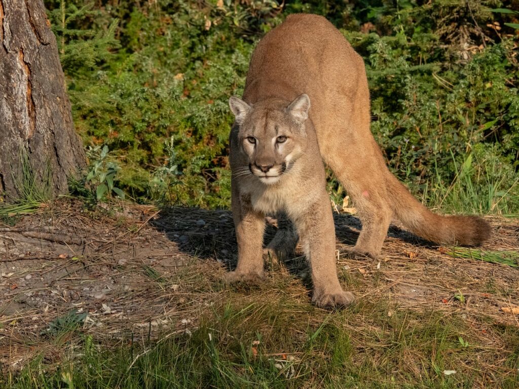 Mighty Cougar