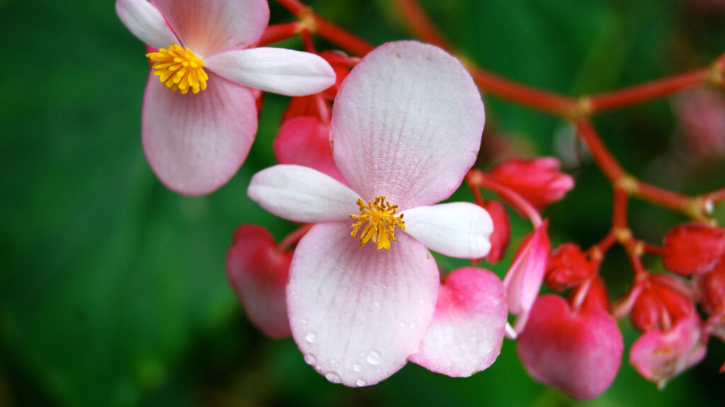 A flowering Begonia