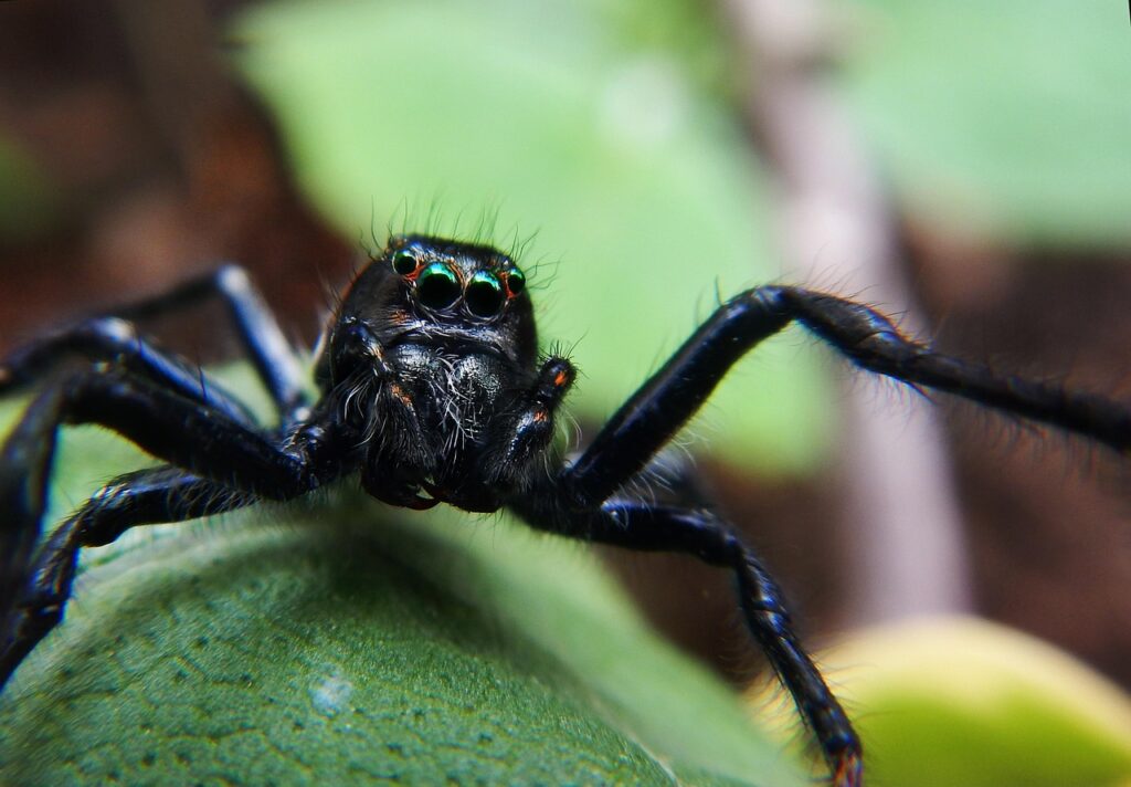 An aware Tarantula