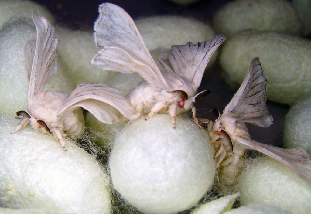 6_Monster_Silk_Moths-2