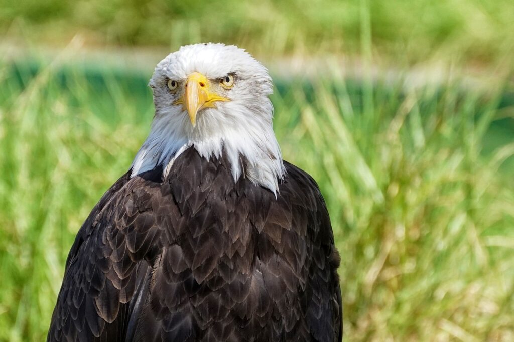 Eagle