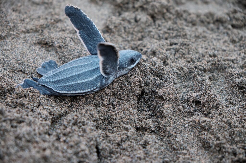 Leatherback Sea Turtle