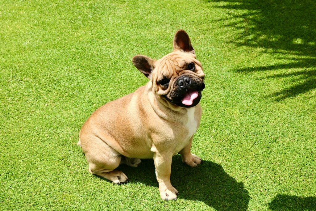 Pug dog