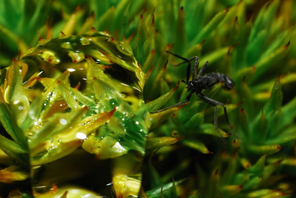 Antarctic Midge