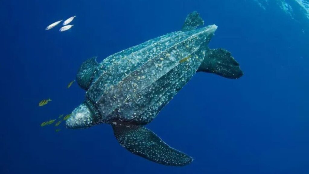 Leatherback Sea Turtle