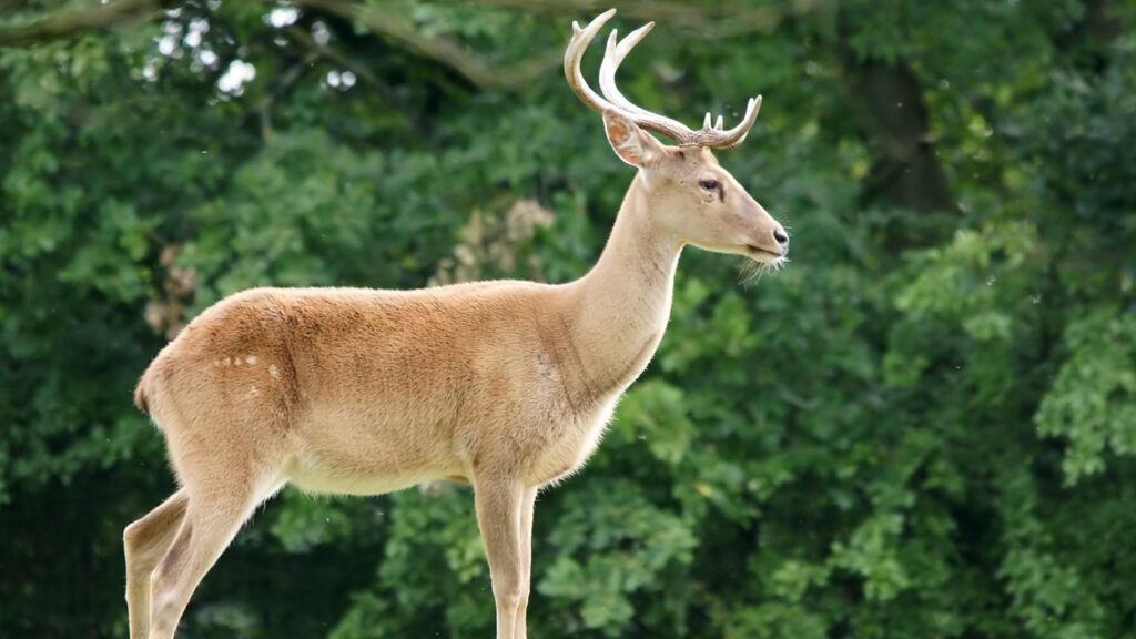 An Eld's Deer