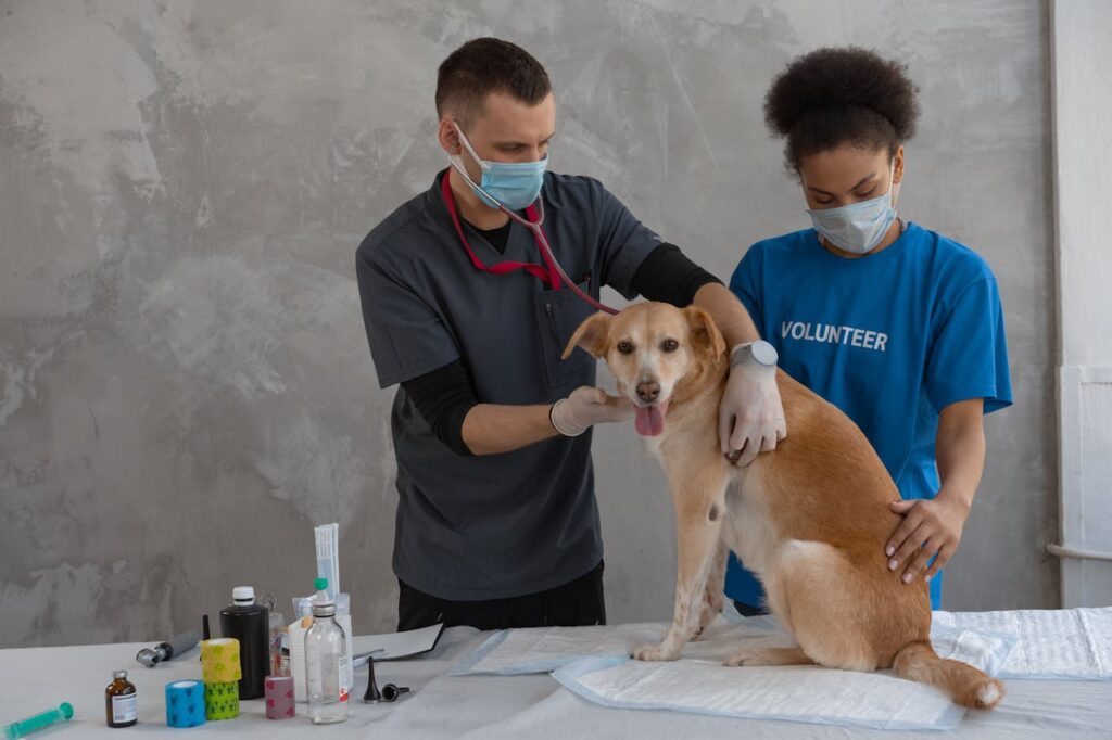 Dog in vet