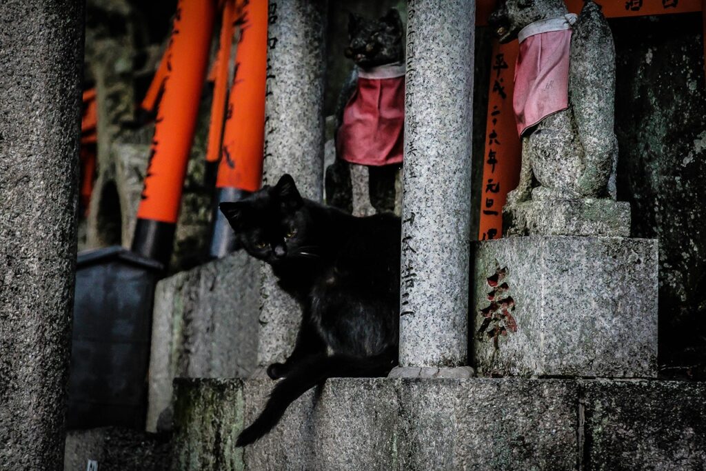 Black Cat In Japan