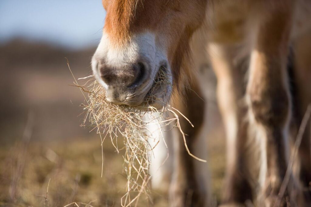 Horse eating forage