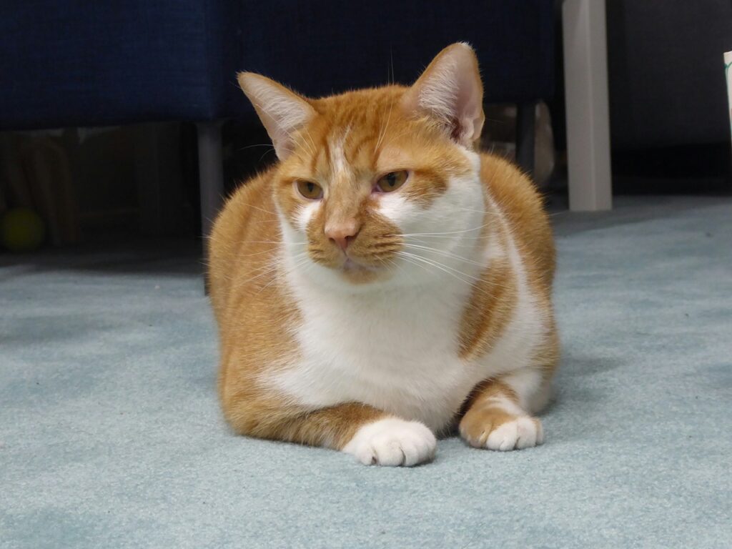 American Shorthair