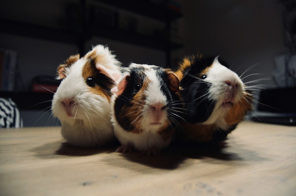 Guinea Pig