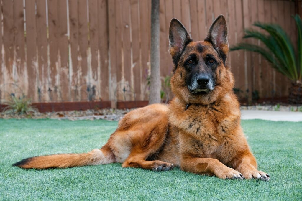 German shepherd