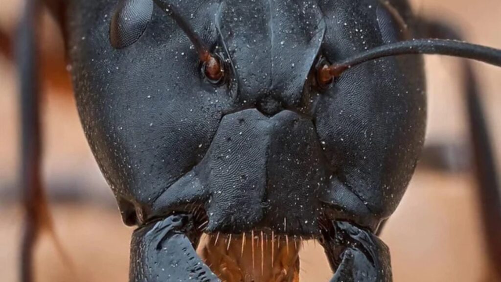 Colobopsis saundersi (synonym Camponotus saundersi), also called the Malaysian exploding ant