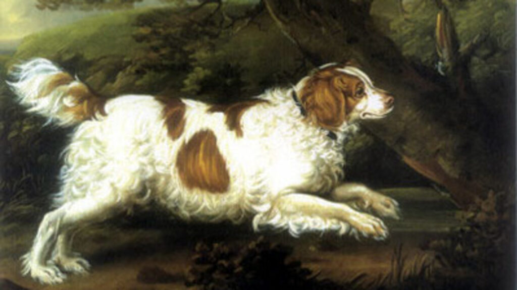 An English Water Spaniel illustration