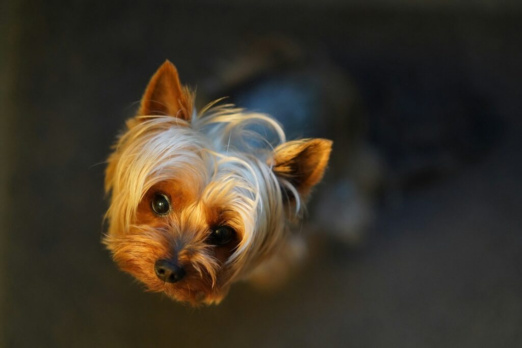 Yorkshire Terrier