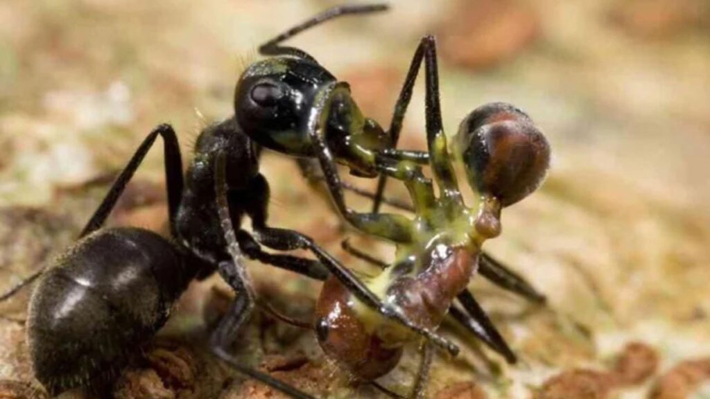 Colobopsis saundersi (synonym Camponotus saundersi), also called the Malaysian exploding ant