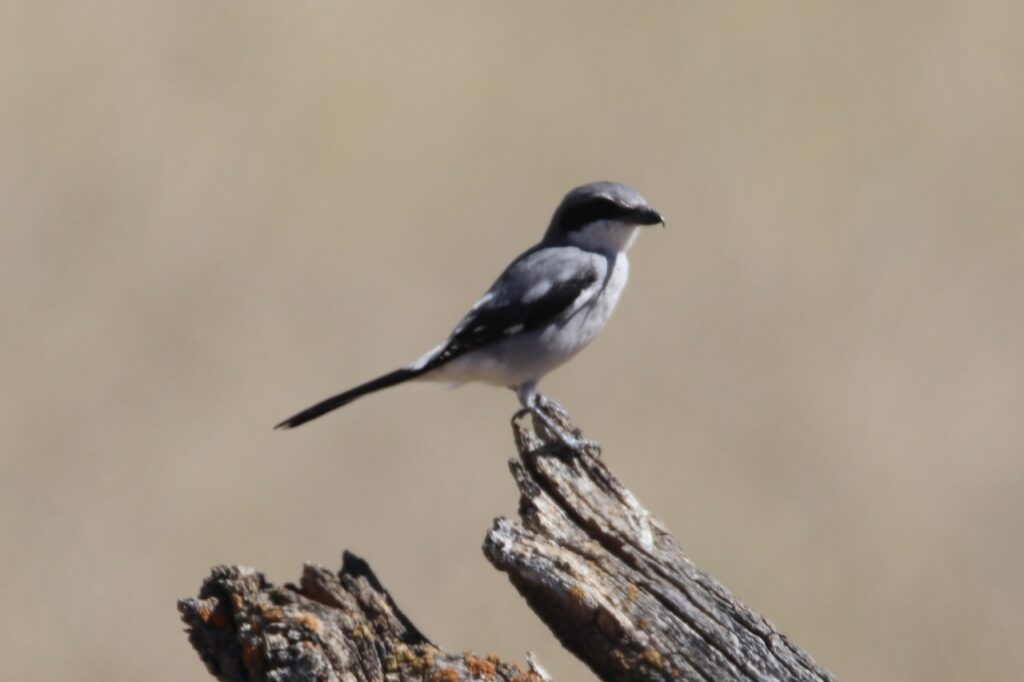 Lanius_ludovicianus_155040838-2