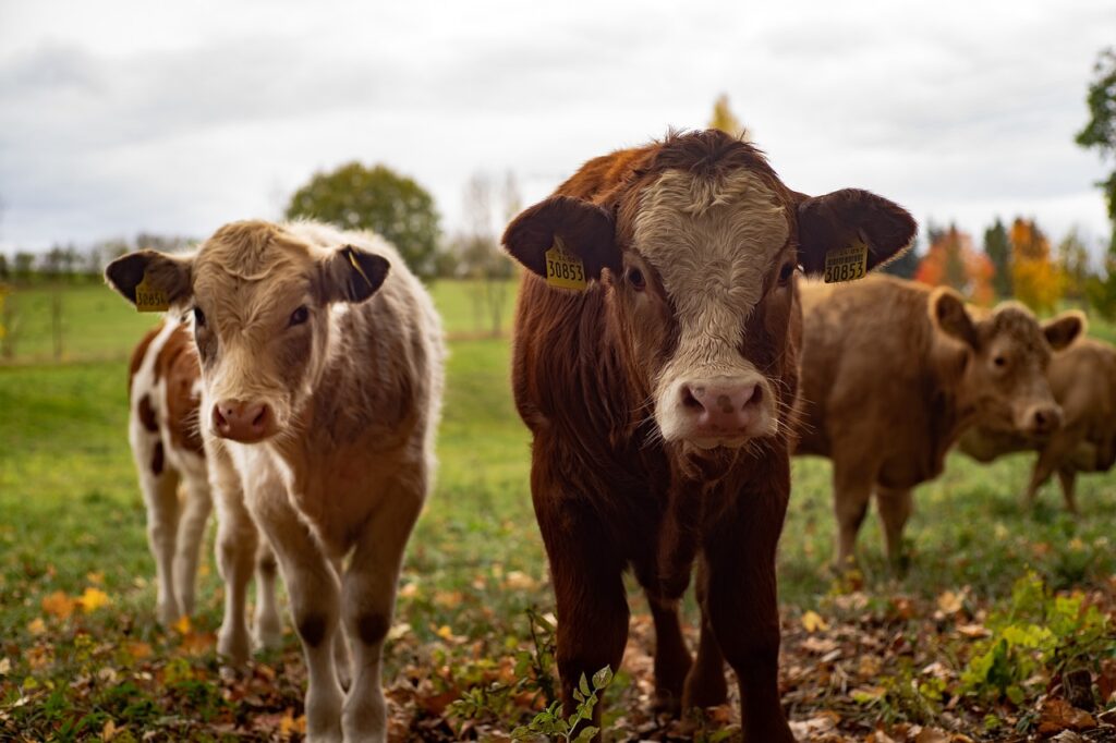 Cows in a farm