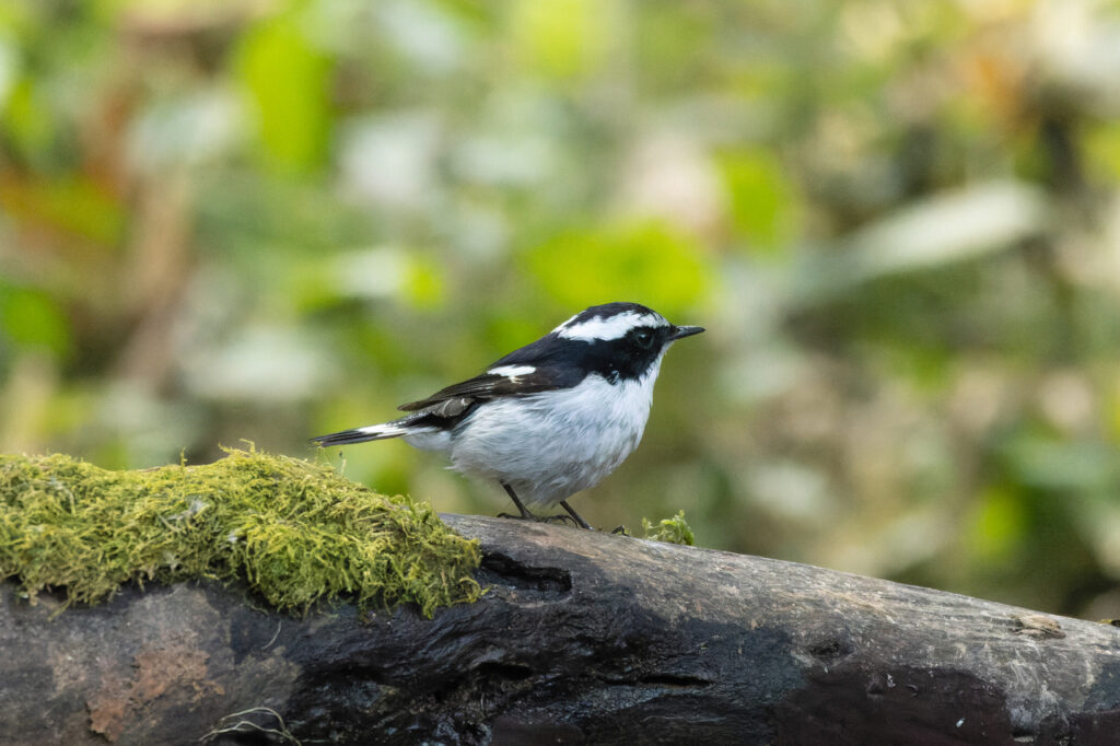 Little_Pied_Flycatcher_by_Tisha_Mukherjee_02-2