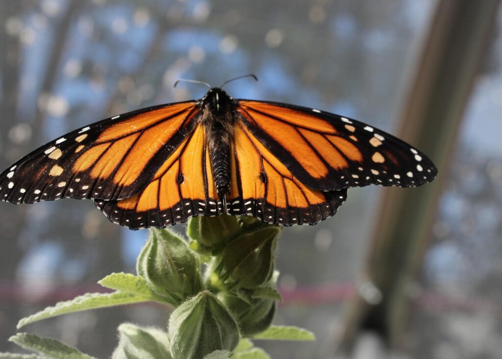 Monarch Butterfly